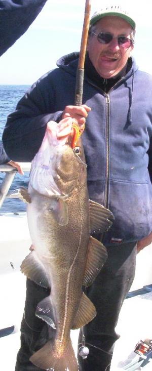 A decent cod taken on clam this past week, by angler mark Herm.